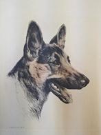 Ets van Eberhardt - Duitse herder hond, Antiek en Kunst, Kunst | Etsen en Gravures, Ophalen of Verzenden