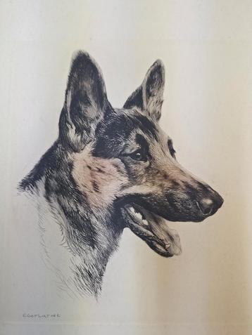 Ets van Eberhardt - Duitse herder hond beschikbaar voor biedingen