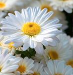 Zaden Margriet- Chrysanthemum maximum nanum Silver Princess, Verzenden, Voorjaar, Volle zon, Zaad