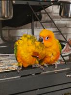 2 handtamme zonparkieten, Dieren en Toebehoren, Vogels | Parkieten en Papegaaien, Geslacht onbekend, Papegaai, Geringd