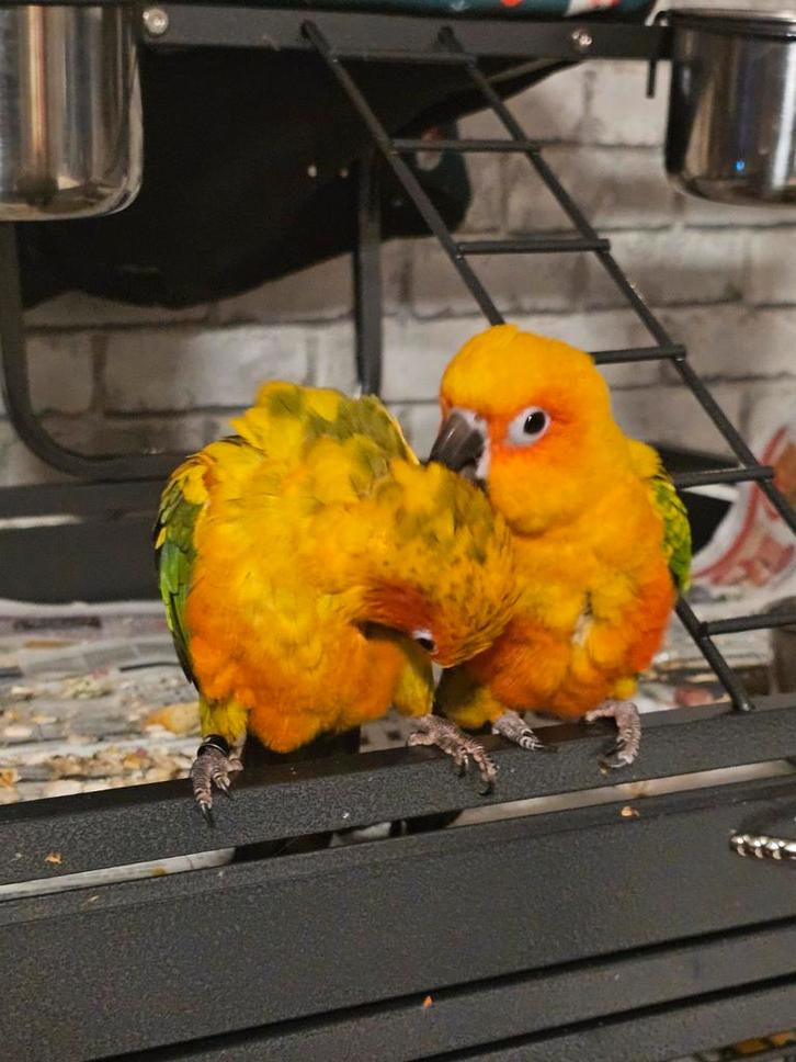 2 handtamme zonparkieten, Dieren en Toebehoren, Vogels | Parkieten en Papegaaien, Papegaai, Geslacht onbekend, Tam, Geringd