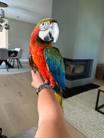 Harlekijn ara 07-2024 man Tam!, Dieren en Toebehoren, Vogels | Parkieten en Papegaaien, Mannelijk, Papegaai, Tam