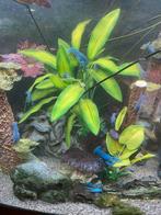 Diverse Blauwe Florida kreeften, Dieren en Toebehoren, Ophalen, Zo goed als nieuw, Plant(en), Steen of Hout