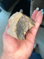 Fossielen uit privécollectie, Ophalen of Verzenden, Fossiel