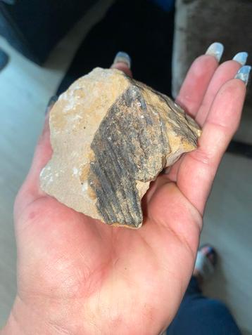 Fossielen uit privécollectie beschikbaar voor biedingen