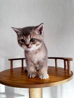 Schattige Britse Korthaar Kittens, Dieren en Toebehoren, Katten en Kittens | Raskatten | Korthaar, Meerdere dieren, Gechipt, 0 tot 2 jaar