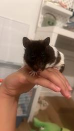 Hamster met kooi(syrische) mannetje, Dieren en Toebehoren, Knaagdieren, Hamster, Mannelijk, Tam, Oktober