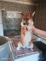 Jonge honden ter adoptie , herplaatser, Particulier, Rabiës (hondsdolheid), 15 weken tot 1 jaar, Overige rassen