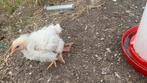 Vleeskippen, Dieren en Toebehoren, Pluimvee, Kip