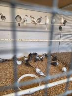 Bonte diamant duiven, Meerdere dieren, Tropenvogel