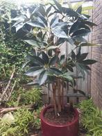 Kunstplant, Ophalen of Verzenden, Overige soorten, 100 tot 250 cm