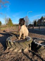 Trekkerbanden, klein en groot, 3 stuks, Dieren en Toebehoren, Paarden en Pony's | Overige Paardenspullen, Ophalen, Gebruikt, Overige soorten