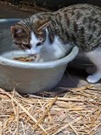 2 lieve en speelse  poesjes, Dieren en Toebehoren, Katten en Kittens | Overige Katten, Poes, Kortharig, 0 tot 2 jaar