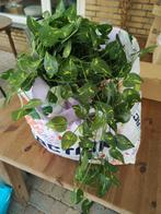 Bruiloftdecoratie klimop tas, Ophalen