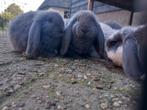 Lieve Franse hangoor (rammen), Dieren en Toebehoren, Konijnen, Mannelijk, Groot, Hangoor, 0 tot 2 jaar