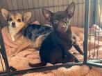 Super lief choco reutje chihuahua, Dieren en Toebehoren, Honden | Chihuahua's en Gezelschapshonden, Reu, 8 tot 15 weken, Eén hond