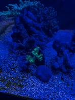 Laatste beetje Zee aquarium inhoud te koop, Vis, Zoutwatervis