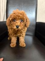 Toypoedel / Toy poedel / Toypoodle / Toy poodle, Dieren en Toebehoren, Poedel, België, Particulier, Rabiës (hondsdolheid)