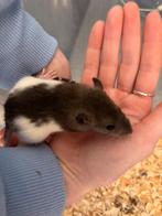 Baby ratjes rittens ratten alvast te reserveren, Meerdere dieren, Rat, Na 1 juli 2024, Tam