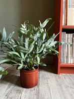 Plant (varen, Phlebodium) in leuke pot, Ophalen, Overige soorten, In pot, Minder dan 100 cm