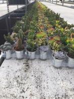 Cactussen/vetplanten mix 8,5 cm compleet met zinken emmer., Huis en Inrichting, Kamerplanten, Ophalen of Verzenden, Minder dan 100 cm