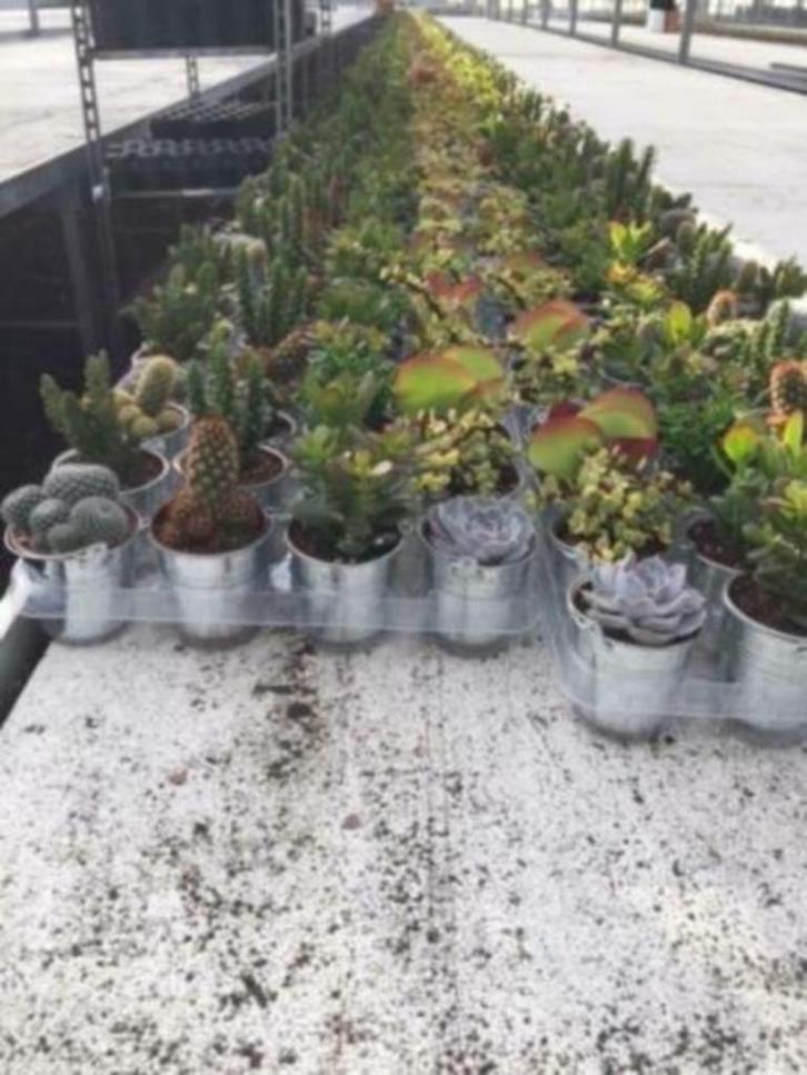 Cactussen/vetplanten mix 8,5 cm compleet met zinken emmer., Huis en Inrichting, Kamerplanten, Cactus, Minder dan 100 cm, Bloeiende kamerplant
