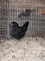 Te koop , Antwerpse baardkriel hennen zwart p.s., Vrouwelijk, Kip
