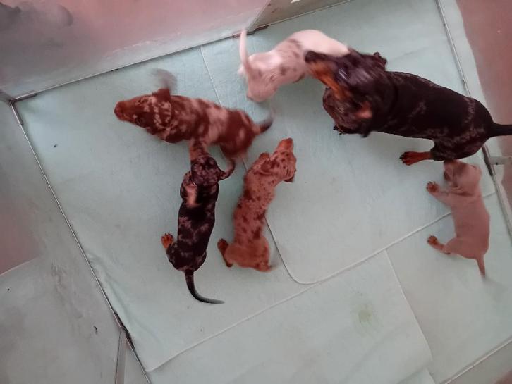 Te koop Teckel x dwerg teckel, Dieren en Toebehoren, Honden | Teckels en Dashonden, Meerdere dieren, Korthaar, Dwerg, Fokker | Hobbymatig