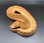 1.0 Pinstripe Clown het Hypo ball python regius te koop, Dieren en Toebehoren, Slang, Tam, 0 tot 2 jaar