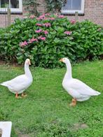 witte ganzen, Dieren en Toebehoren, Pluimvee, Meerdere dieren, Gans of Zwaan