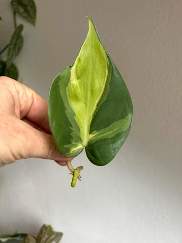 Philodendron cream splash, middenstek 4x zie advertentie beschikbaar voor biedingen