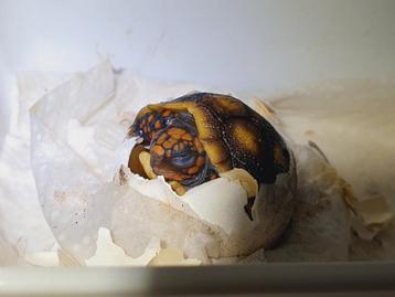 Landschildpad nakweek  beschikbaar voor biedingen