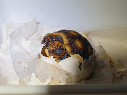 Landschildpad nakweek, Dieren en Toebehoren, Reptielen en Amfibieën, Schildpad, 0 tot 2 jaar