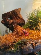 Gifkikker Tricolor, Ophalen, Terrarium of Paludarium