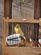 Kanaries, Ophalen, Hout, Vogelkooi