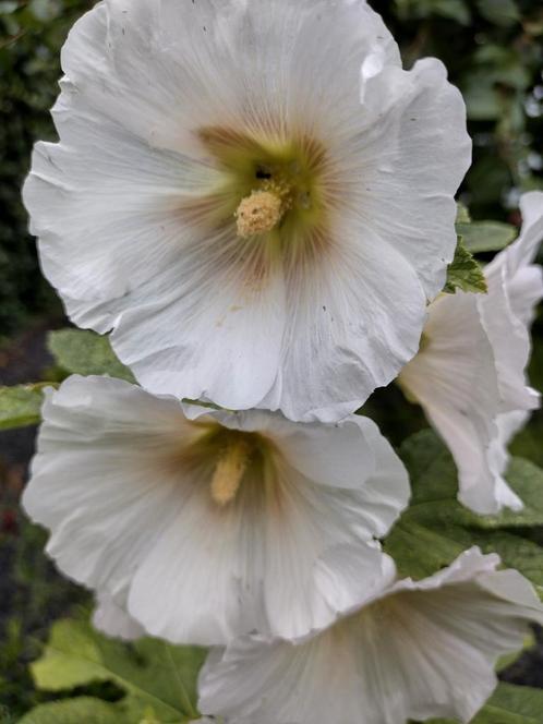 Zaden stokroos wit - Alcea rosea 'Alba', Tuin en Terras, Bloembollen en Zaden, Zaad, Voorjaar, Volle zon, Verzenden