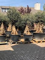 KORTING: MINSTENS 10% KORTING OP AL ONZE OLIJFBOMEN, In pot, Halfschaduw, Ophalen of Verzenden, 100 tot 250 cm