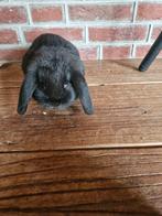 Nederlandse Dwerghangoren te koop, Dieren en Toebehoren, Konijnen, Mannelijk, Dwerg