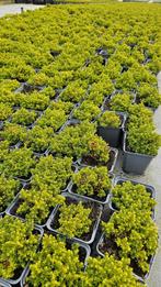 Hebe Emerald Green - vaste plant - 9cm pot - jaarrond groen, Ophalen of Verzenden, Vaste plant, Overige soorten, Volle zon