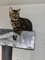 Bengaalse kat, Dieren en Toebehoren, Katten en Kittens | Raskatten | Korthaar, Poes, 0 tot 2 jaar