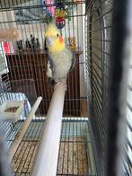 Valkparkiet met grote kooi, Dieren en Toebehoren, Vogels | Parkieten en Papegaaien, Mannelijk, Parkiet