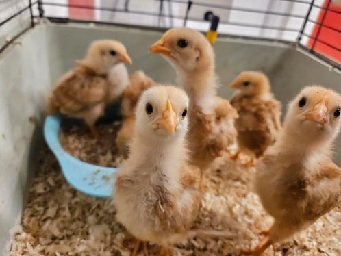 8 kuikens new hampshire buff kriel 5 weken oud, Dieren en Toebehoren, Pluimvee, Kip, Meerdere dieren