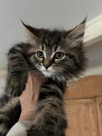 Mooie Maine Coon kitten poesje, Meerdere dieren, Langharig, 0 tot 2 jaar