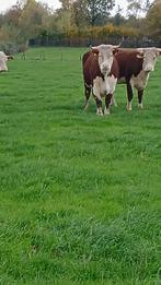 gestierde runderen, Dieren en Toebehoren, Runderen, Vrouwelijk, 3 tot 6 jaar