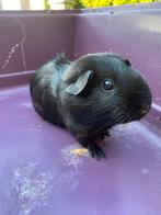 Lieve Cavia te koop.  Ik denk dat het een vrouwtje is, Dieren en Toebehoren, Januari, Vrouwelijk, Cavia