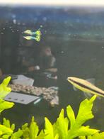 Gupman, Dieren en Toebehoren, Vissen | Aquariumvissen, Vis