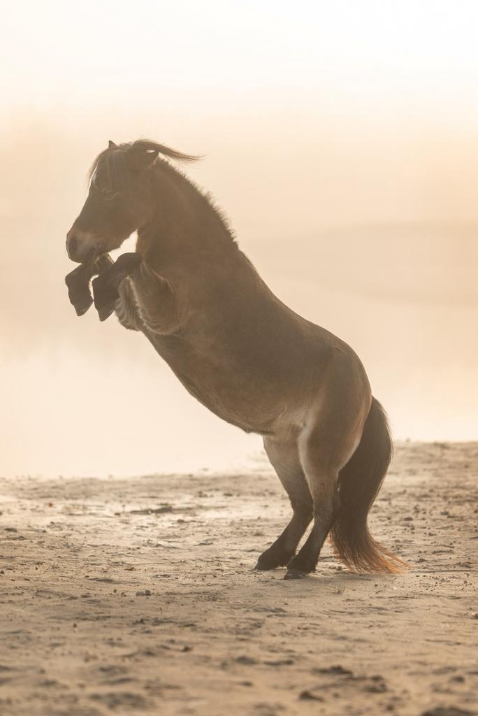 Verzorger gezocht!, Dieren en Toebehoren, Paarden en Pony's | Overige Paardenspullen, Ophalen