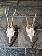 2 Mooie ree geweien samen € 15 jacht mancave overkapping e38, Ophalen of Verzenden, Gebruikt, Hert, Gewei of Kop