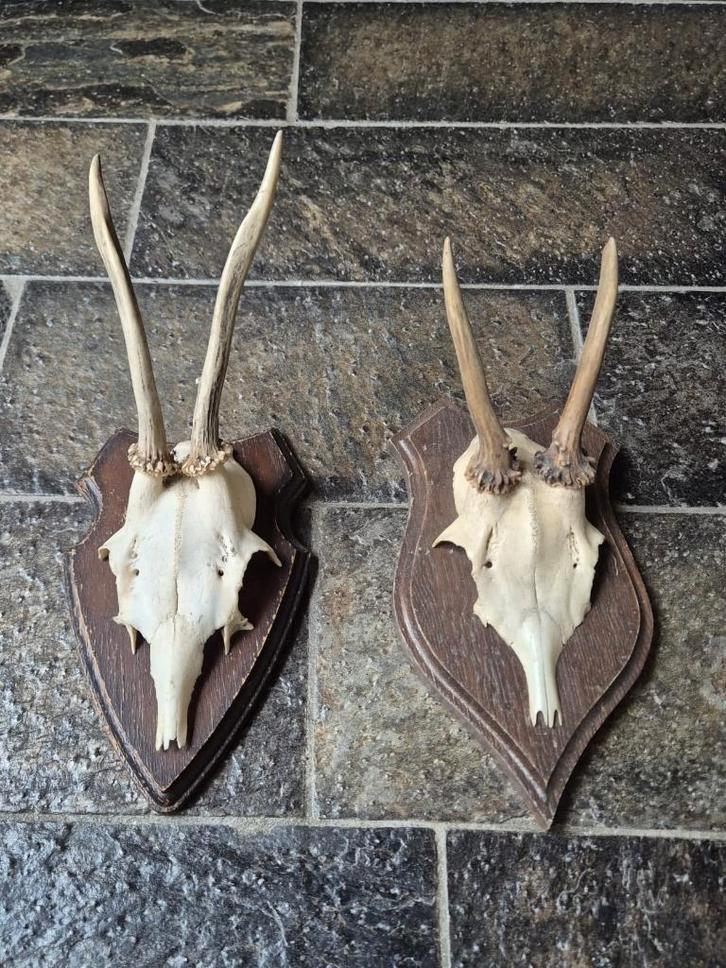 2 Mooie ree geweien samen € 15 jacht mancave overkapping e38, Verzamelen, Dierenverzamelingen, Gebruikt, Gewei of Kop, Hert, Ophalen of Verzenden