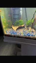 Super Blue Dream (Blauwe garnalen) 🦐, Dieren en Toebehoren, Vissen | Aquariumvissen, Kreeft, Krab of Garnaal